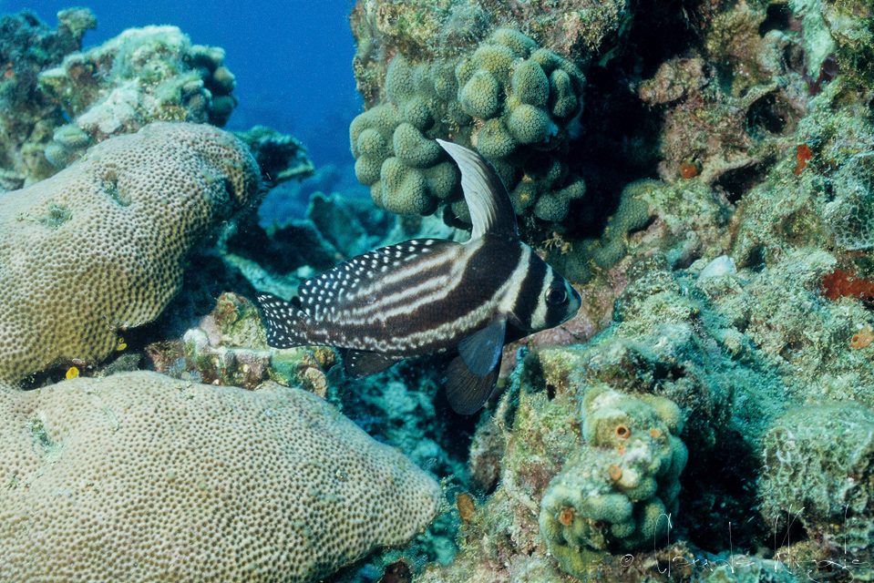 Chevalier ponctué (Equetus punctatus)