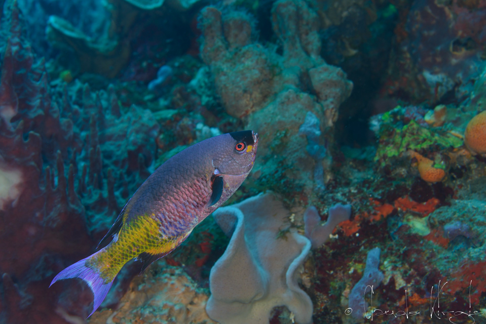 Labre manioc-Bouteille -mâle (Clepticus parrae)