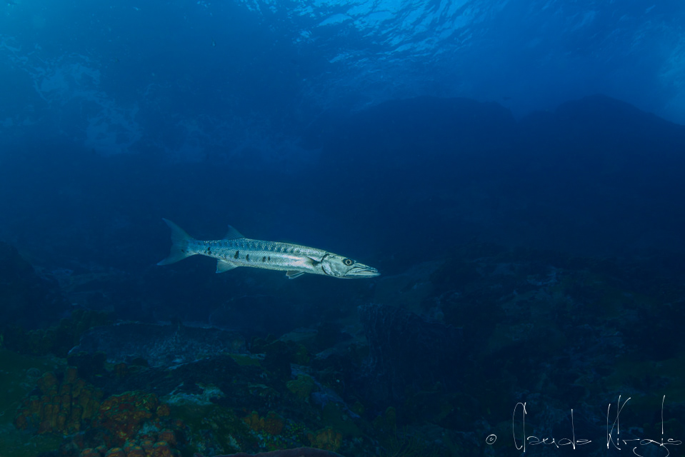 Barracuda (Sphyraena barracuda)