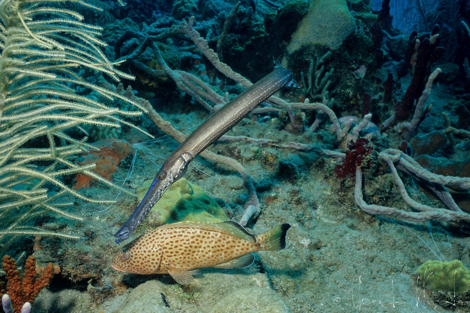 Poisson-Trompette et mérou couronné rouge (Aulostomus maculatus et Epinephelus guttatus)