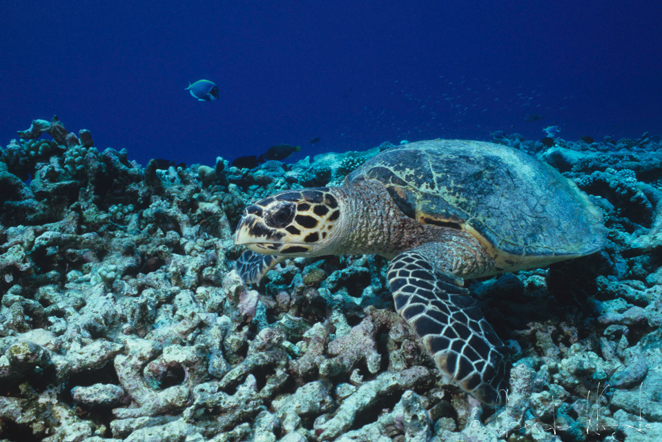 Tortue imbriquée (Eretmochelys imbricata)