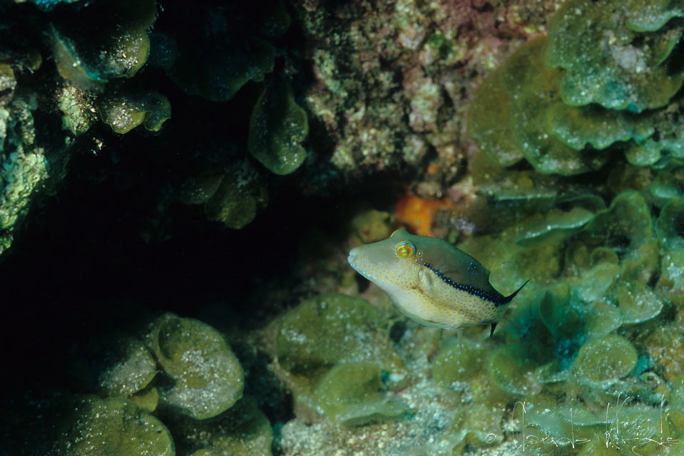 Tetrodon nain (Canthigaster rostrata)