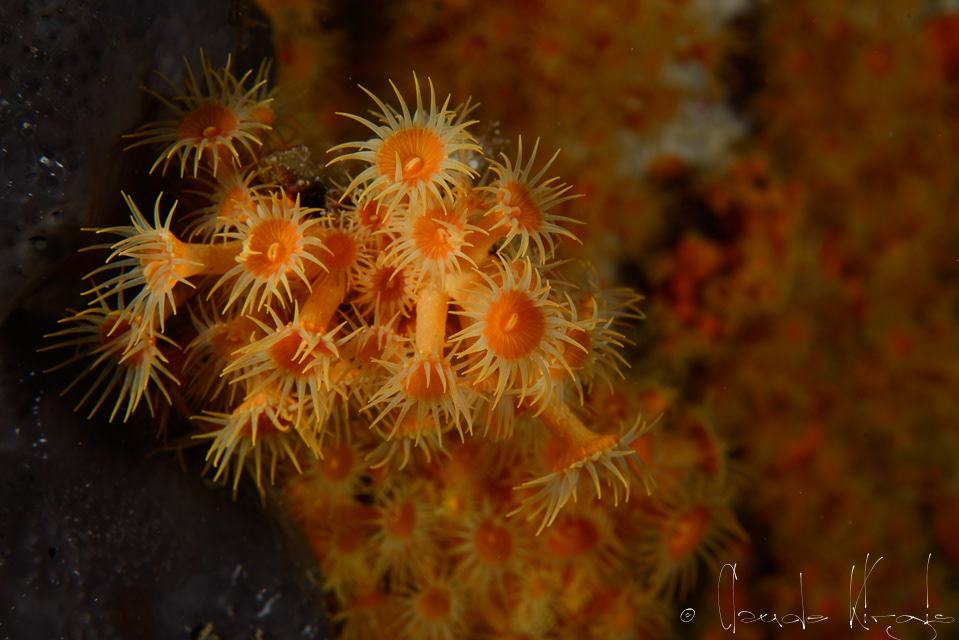 Anémone encroutante jaune (Parazoanthus axinellae)