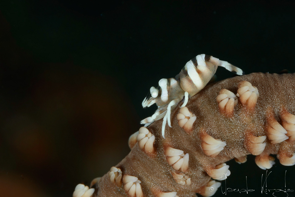 Crevette de Anker (Pontonides ankeri)