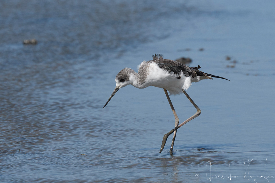 Echasse blanche-juvenile (Himantopus himantopus)