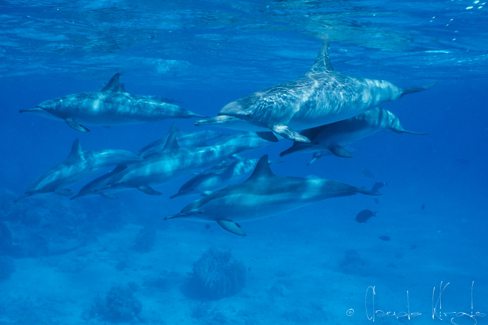 Dauphin à long bec (Stenella longirostris)