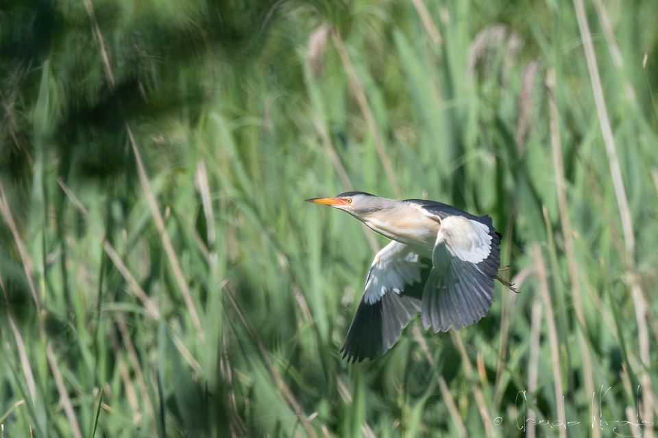 Blongios nain-mâle (Ixobrychus minutus)