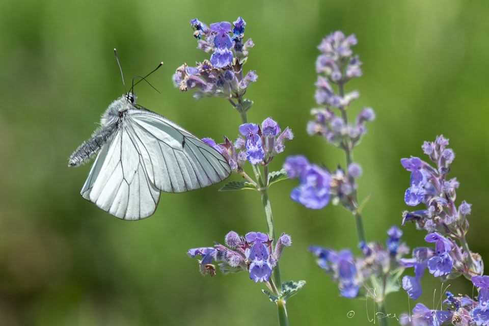 Le Gazé (Aporia crataegi)