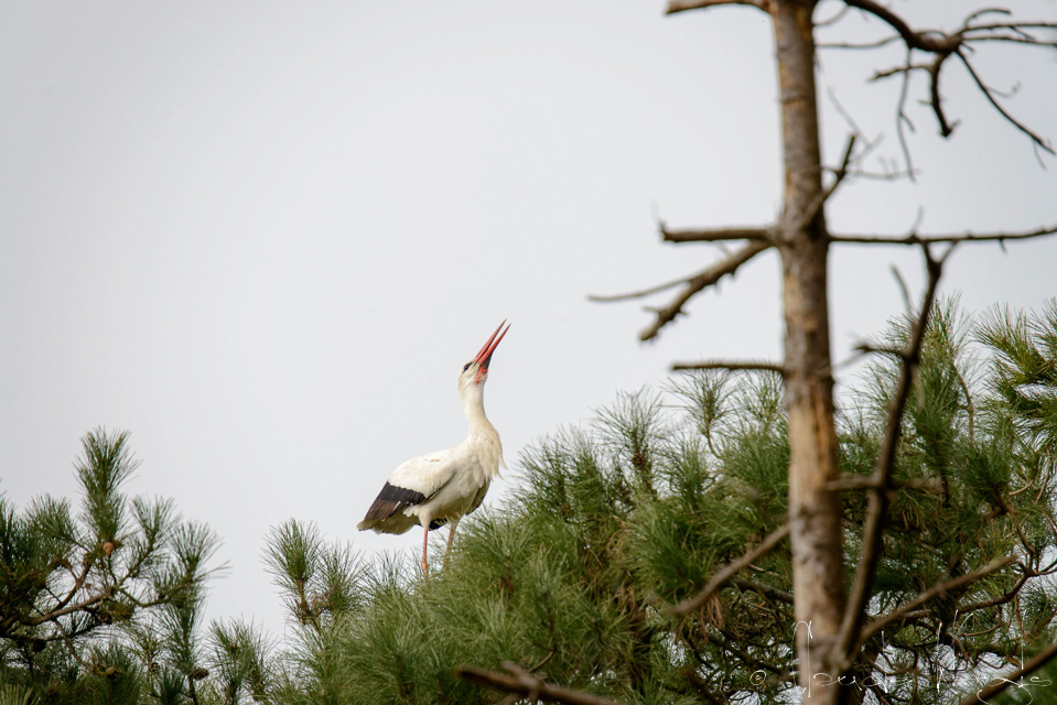 Cicogne blanche (Ciconia ciconia)