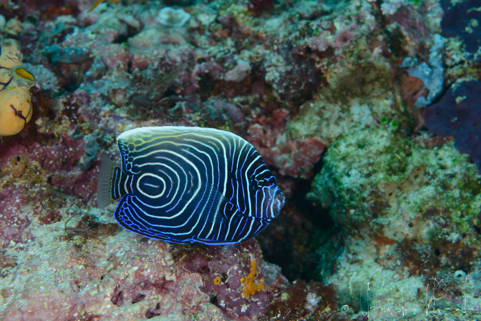 Poisson-Ange empereur-juvénile (Pomacanthus imperator)