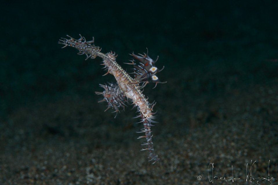 Poisson fantôme orné (Solenostomus paradoxus)
