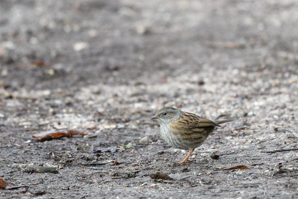 Accenteur Mouchet (Prunella modularis)