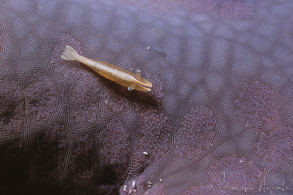 Crevette des étoiles de mer (Perimecles soror)