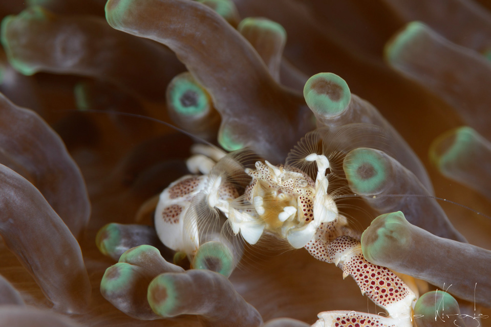 Crabe Porcelaine à points (Neopetrolisthes maculatus)