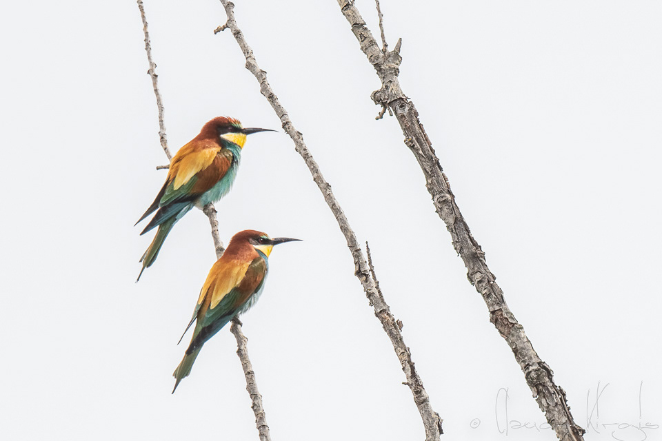 Guêpier d'Europe (Merops apiaster)