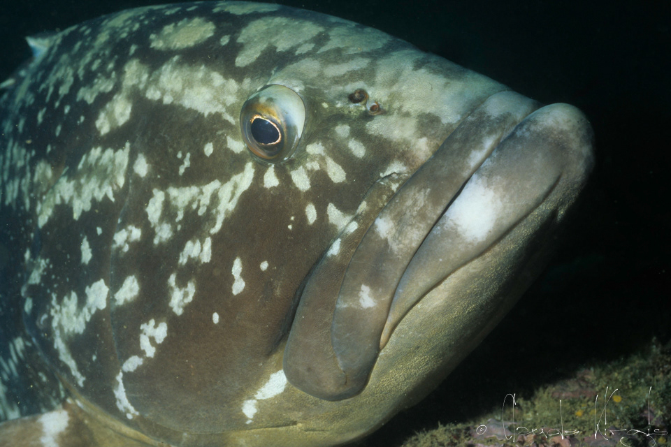 Mérou noir (Epinephelus marginatus)