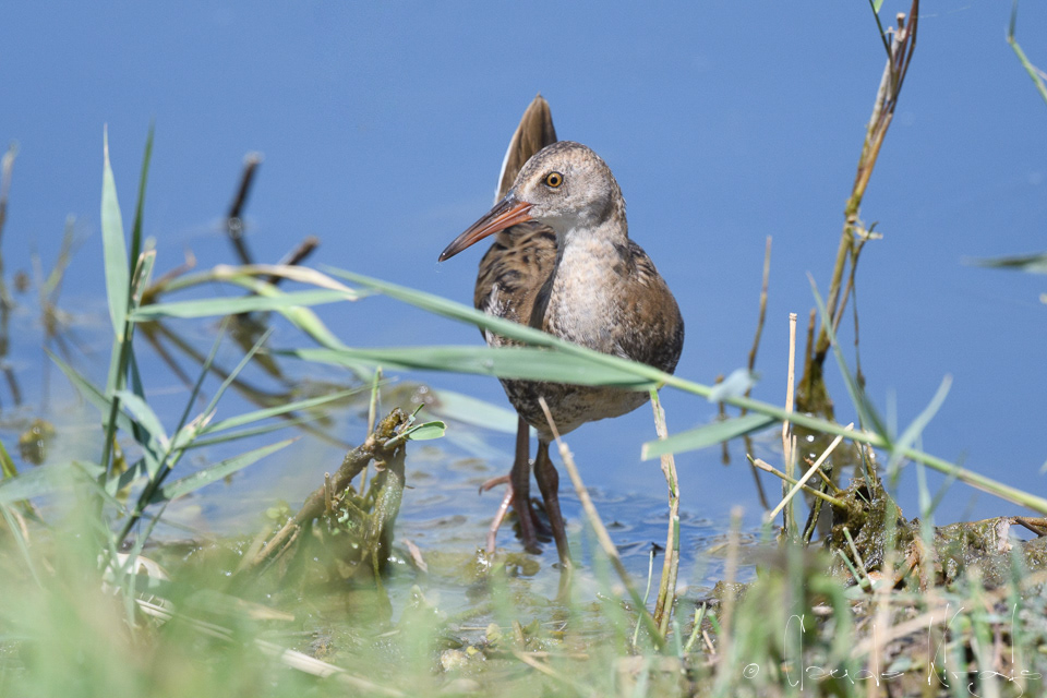 Râle d'eau-Juvénile (Rallus aquatus)