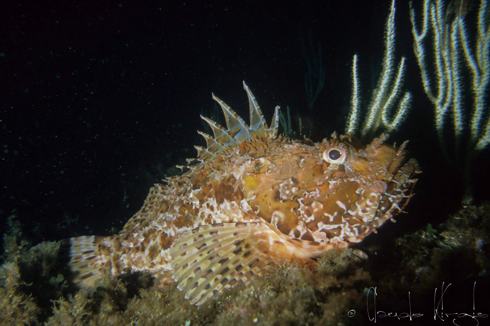 Le Chapon (Scorpaena scrofa)