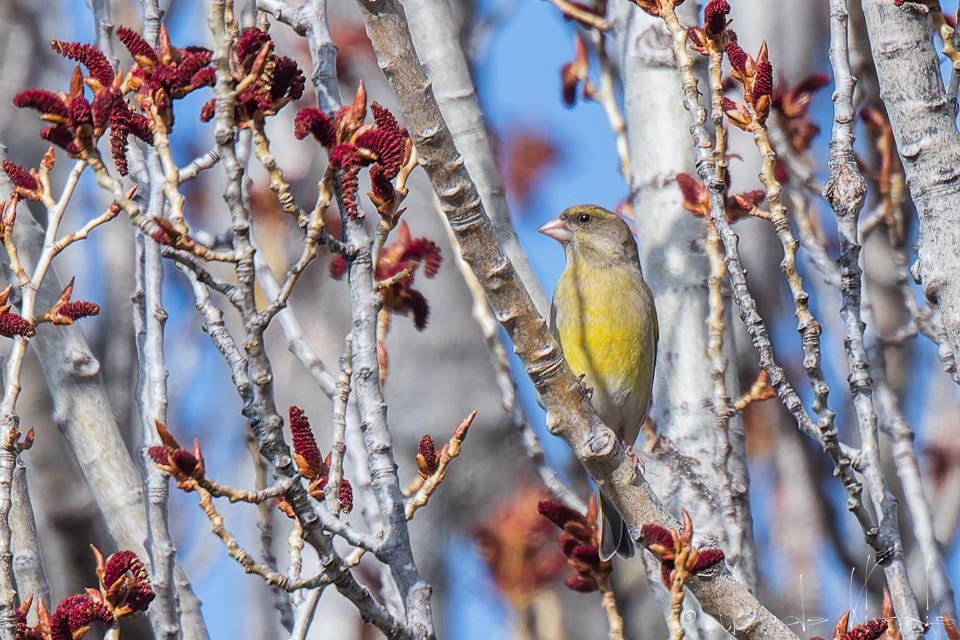 Verdier d'europe (Chloris chloris)