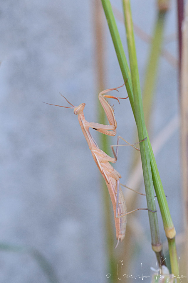 Mante religieuse (Mantis religiosa)