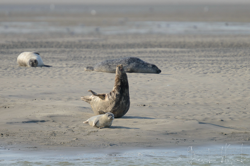 Phoque gris (Halichoerus grypus)