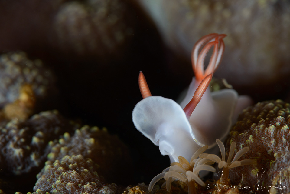 Doris de Bullock (Hypselodoris bullocki)