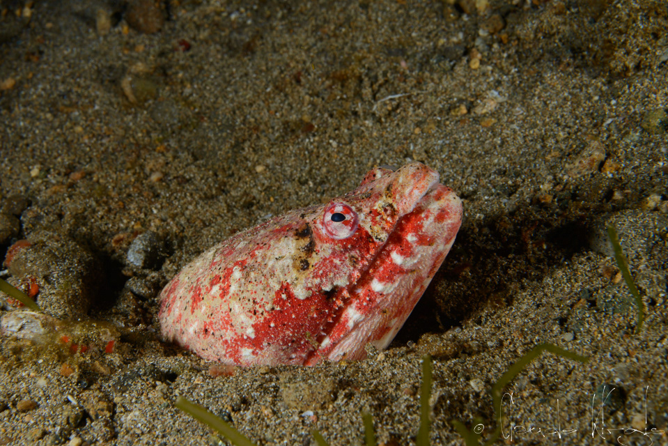 Serpentine reptilienne (Brachysomophis henshawi)