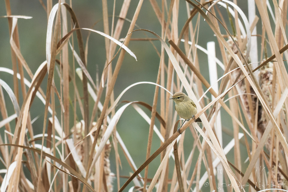 Pouillot véloce (Phylloscopus collybita)