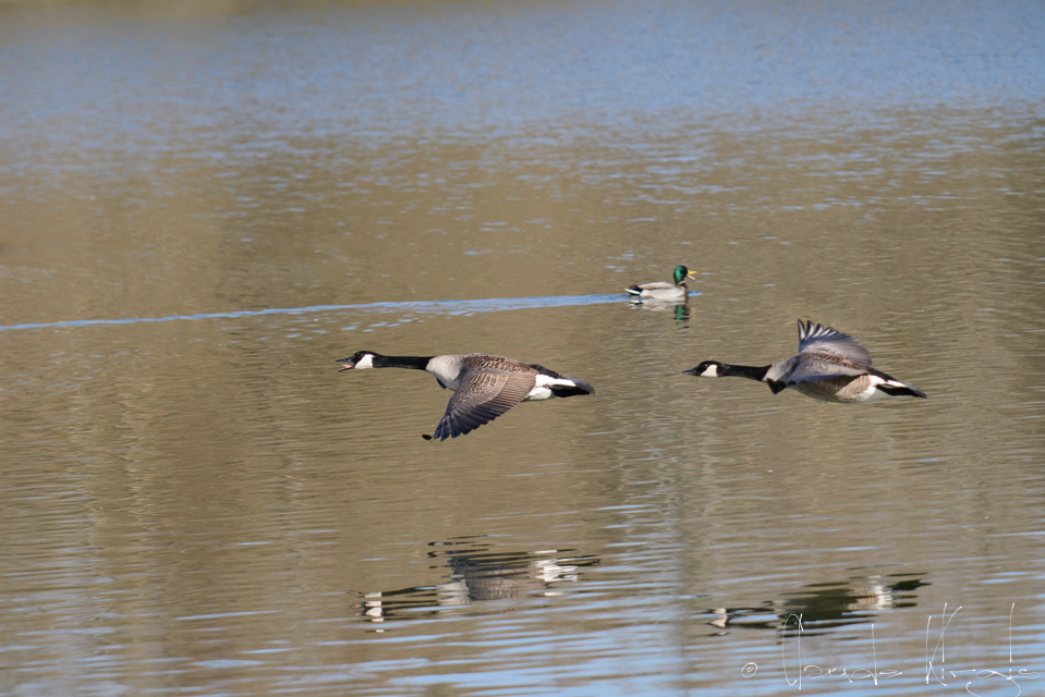Bernache du Canada (Branta canadensis)