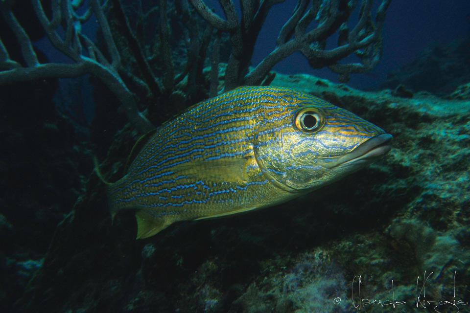 Grogneur à lignes bleues-Gorette bleue (Haemilon sciurus)