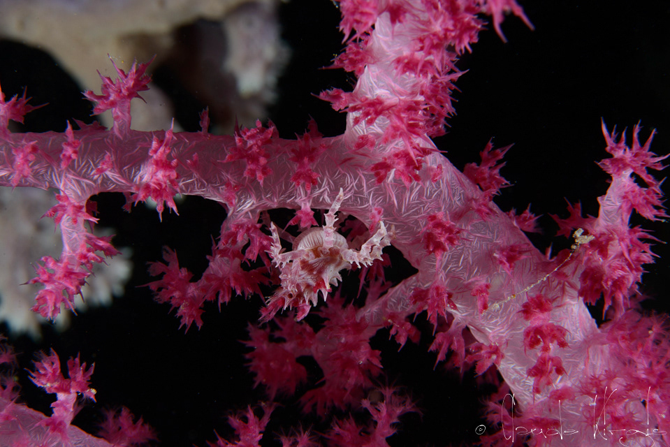 Araignée des alcyonnaires-femelle (Hoplophrys oatsii)