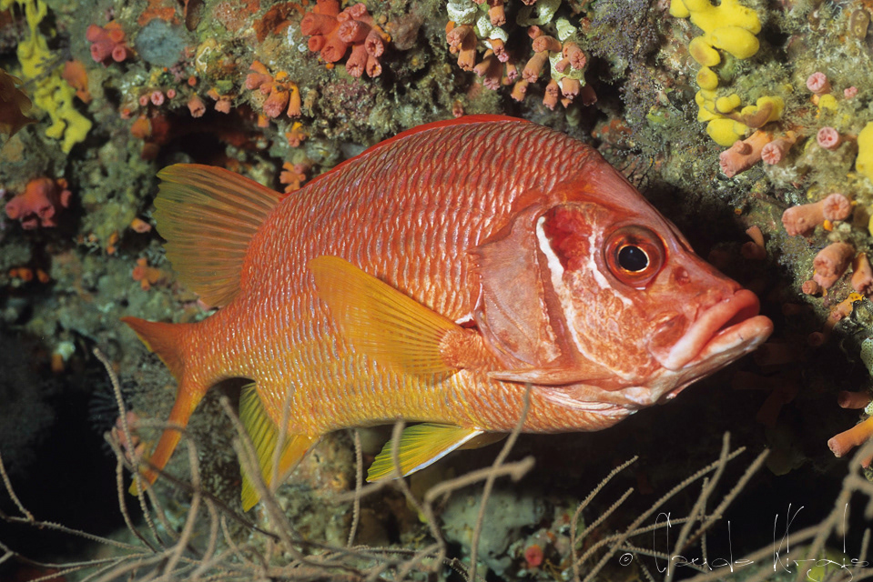 Poisson-Ecureuil à épines (Sargocentron spiniferum)