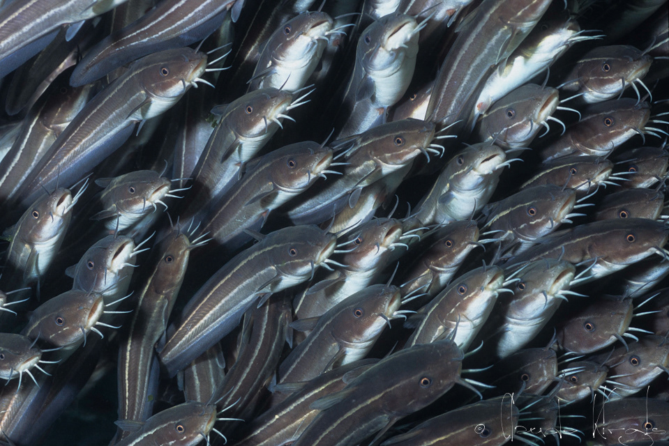 Poisson-Chat rayé (Plotosus lineatus)