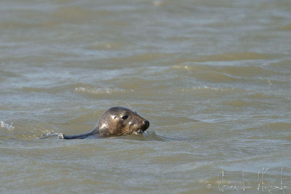 Phoque gris (Halichoerus grypus)