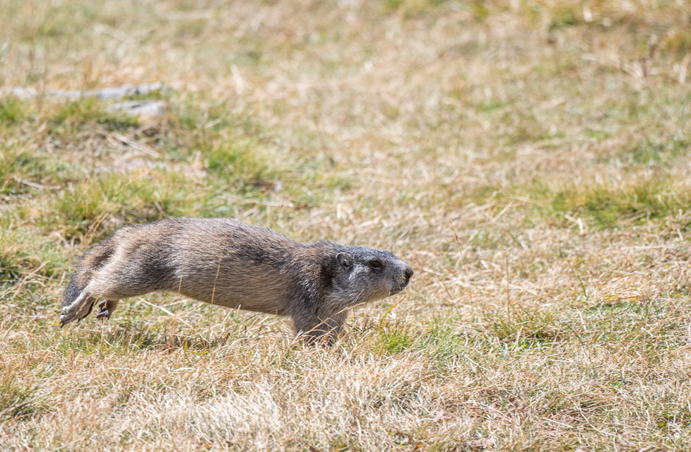 Marmotte des Alpes (Marmota marmota)