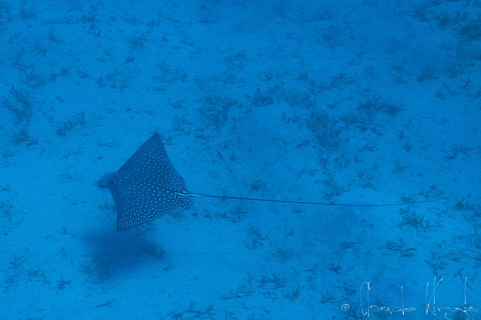 Raie Léopard (Aetobatus narinari)