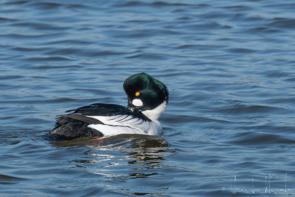 Garrot à oeil d'or-mâle (Bucephala clangula)