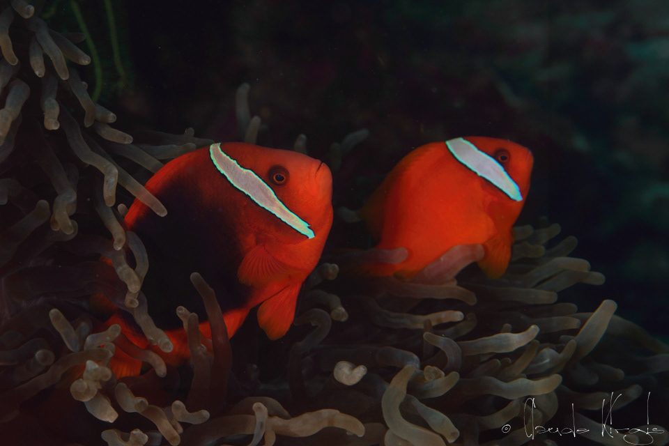 Poisson-Clown tomate-couple (Amphiprion frenatus)