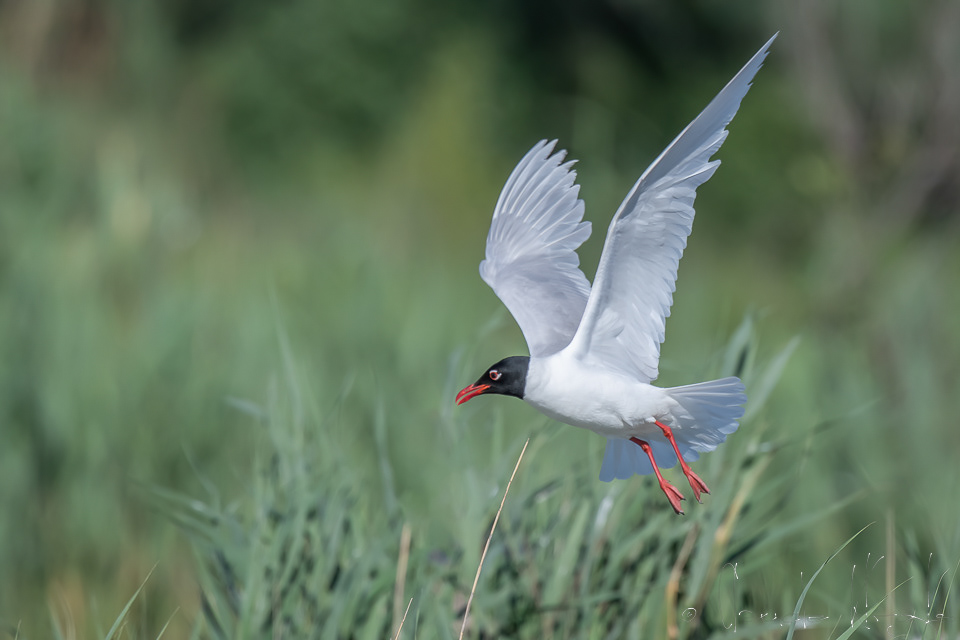 Mouette  mélanocéphale (Ichthyaetus melanocephalus)