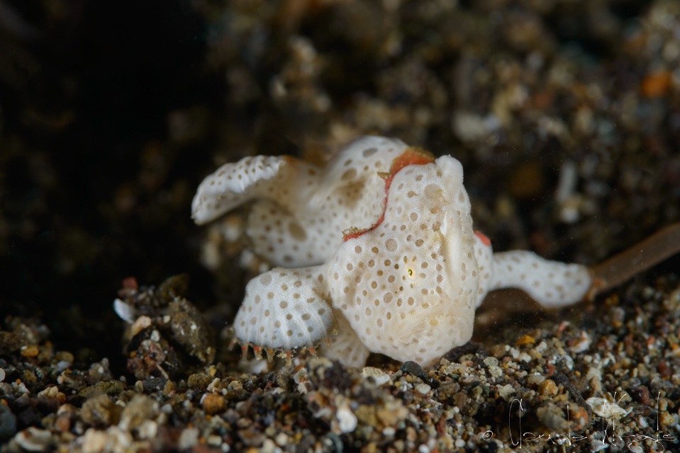 Antennaire peint-juvénile (Antennarius pictus) 