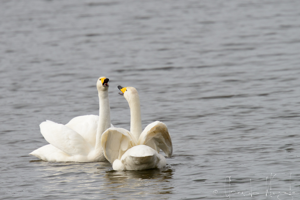 Cygne chanteur (Cygnus cygnus)
