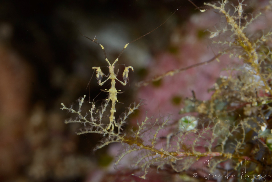Crevette squelettique (Caprella spp.)