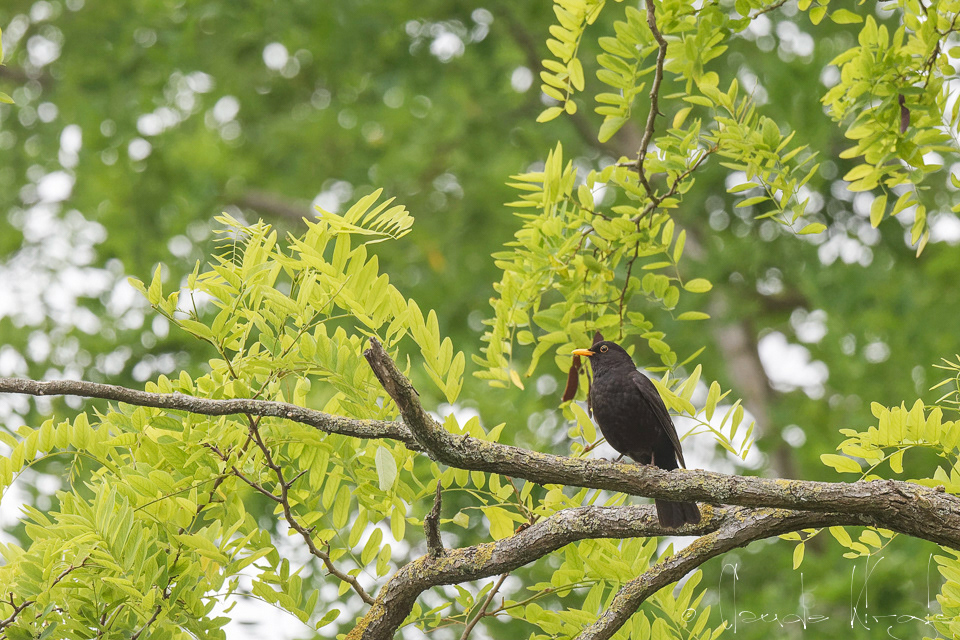 Merle noir-Mâle (Turdus merula)