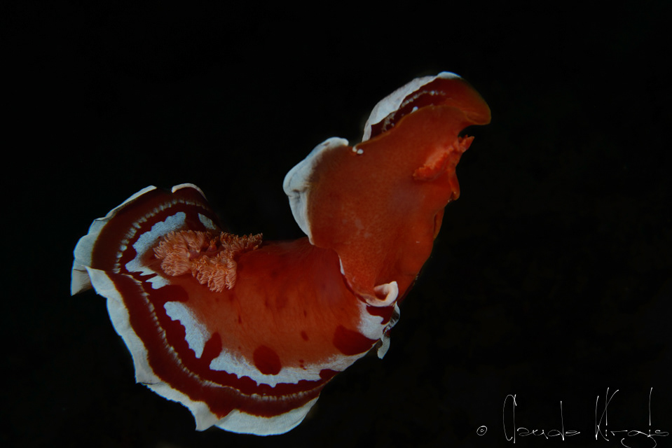 Danseuse espagnole (Hexabranchus sanguineus)