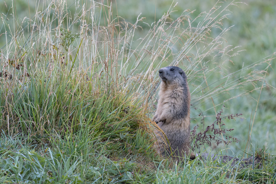 Marmotte des Alpes (Marmota marmota)