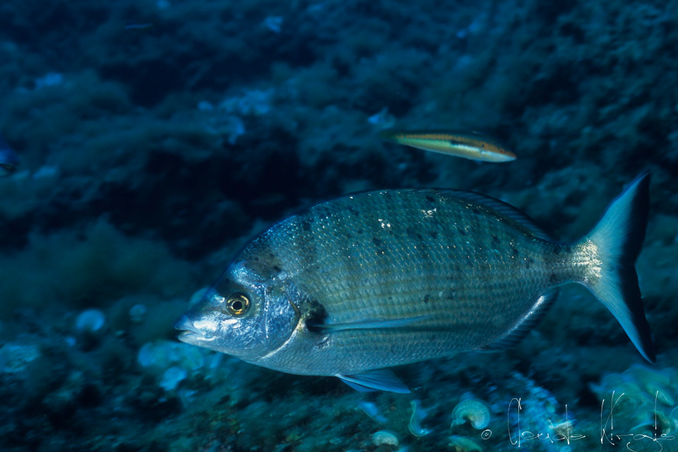 Sar nez pointu (Diplodus puntazzo)