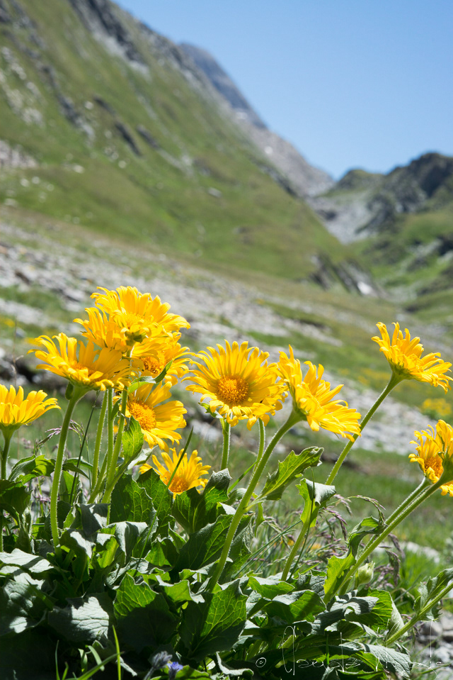 Le doronic à grandes fleurs (Doronicum grandiflorum)