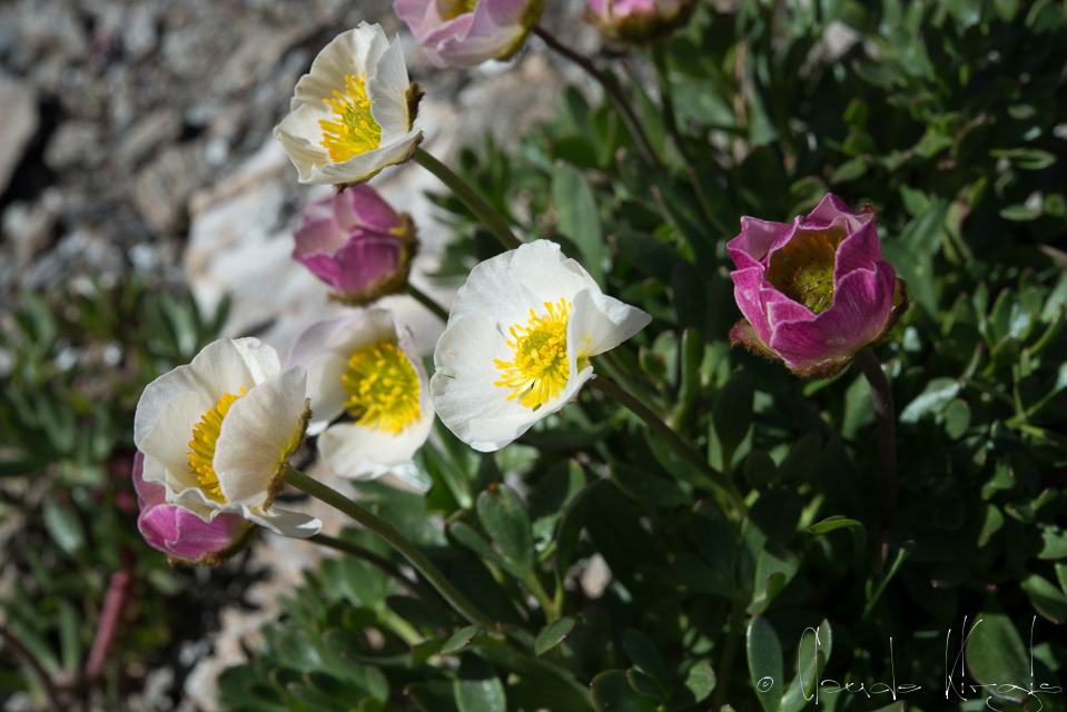 La renoncule des glaciers (Ranunculus glacialis)