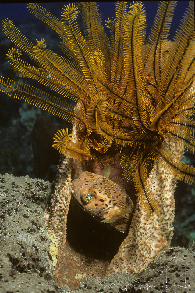 Poisson-Porc-Epic à taches (Diodon holocanthus)