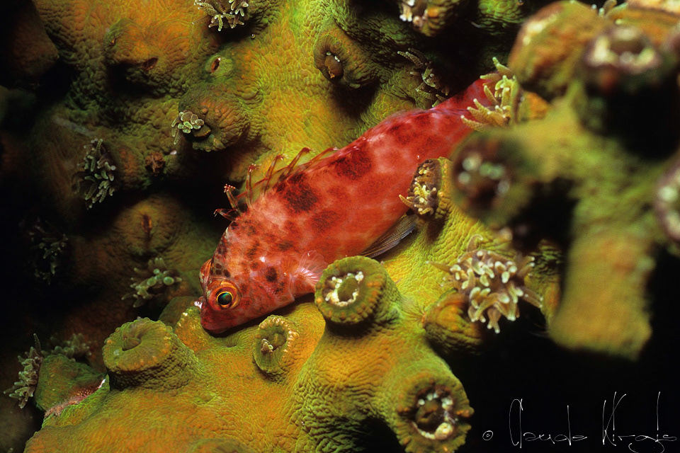 Poisson-Epervier lutin juvénile (Cirrhitichthys oxycephalus)